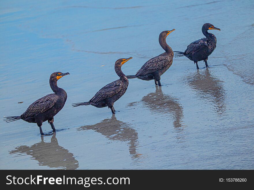 Cormorants All Lined Up, Indian Rocks Beach, Florida