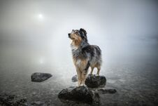 Australian Shepherd Is Standing At A Rock In A Lake. Beautiful Dog In Amazing Landscape. Royalty Free Stock Photography