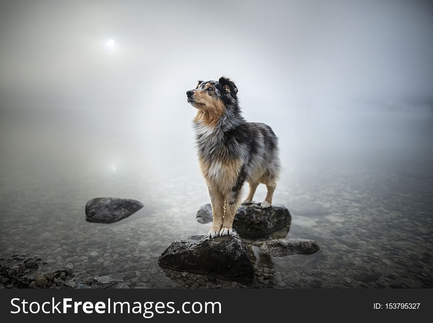 Australian Shepherd Is Standing At A Rock In A Lake. Beautiful Dog In Amazing Landscape.