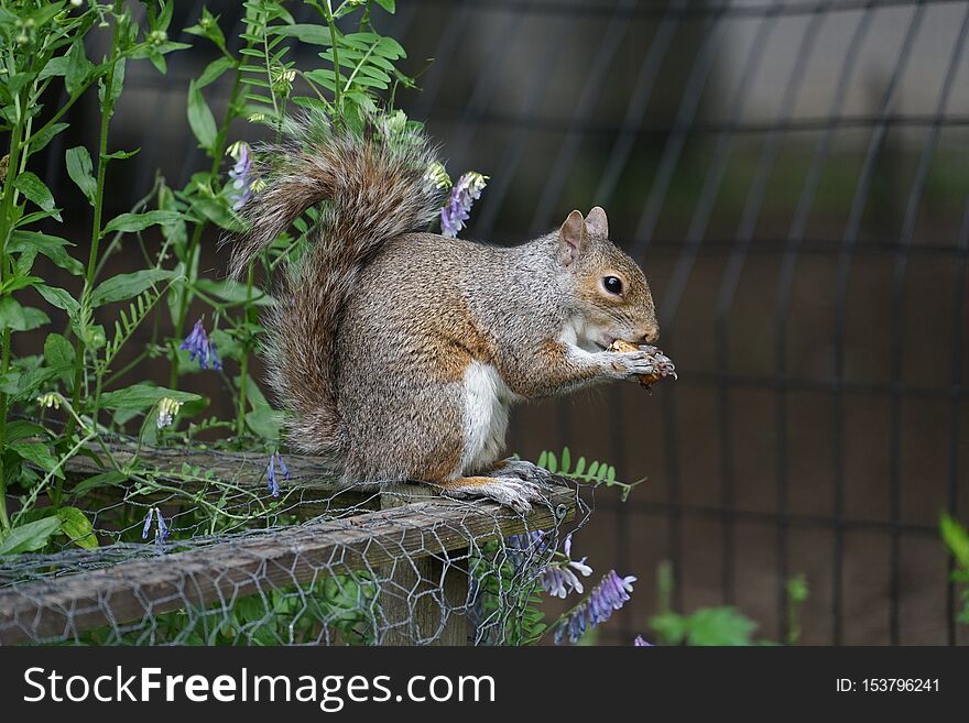 Squirrels eating acorns