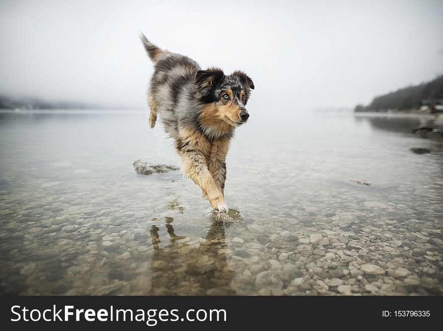 Australian shepherd is jumping from a stone in a lake. Beautiful dog in amazing landscape. Australian shepherd is jumping from a stone in a lake. Beautiful dog in amazing landscape.