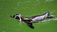 Humboldt Penguin In Water Royalty Free Stock Photo Humboldt Penguin In Water Royalty Free Stock Photo