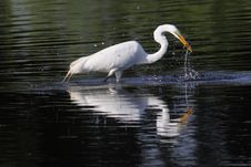 Great White Egret Royalty Free Stock Photo Great White Egret Royalty Free Stock Photo