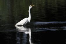 Great White Egret Stock Photo Great White Egret Stock Photo