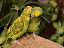 Love Birds Royalty Free Stock Photo