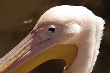 Pelican Portrait Royalty Free Stock Images Pelican Portrait Royalty Free Stock Images