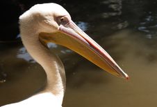 Pelican Portrait Stock Photo