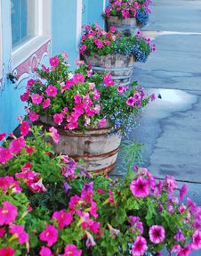 Planters Of Petunias Royalty Free Stock Photo Planters Of Petunias Royalty Free Stock Photo