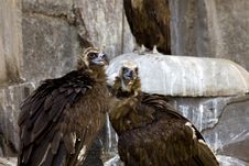 Black Vulture Couple - Rock Background Royalty Free Stock Photos Black Vulture Couple - Rock Background Royalty Free Stock Photos