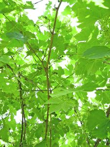 Grapevine Stock Images Grapevine Stock Images