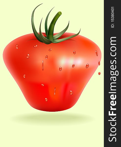 Tomato,  Illustration
