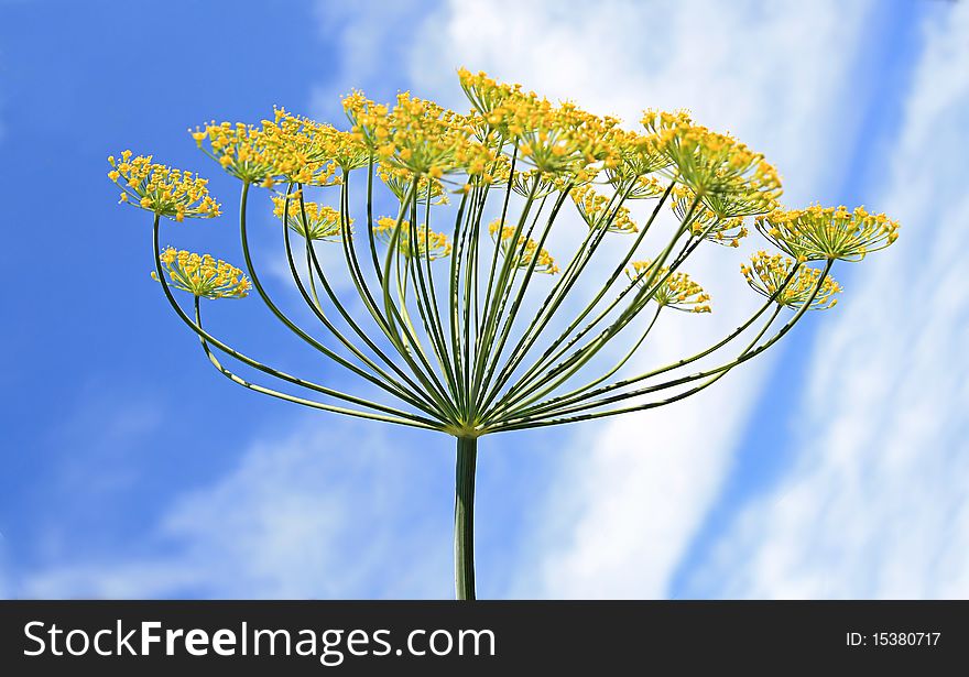 Yellow dill on celestial background