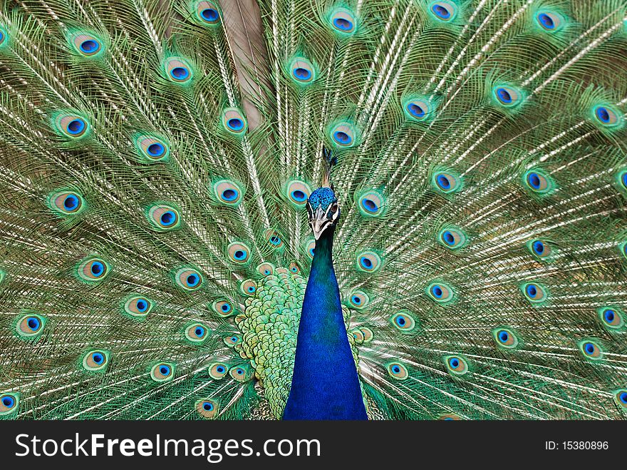 Peacocks are spread tail-feathers