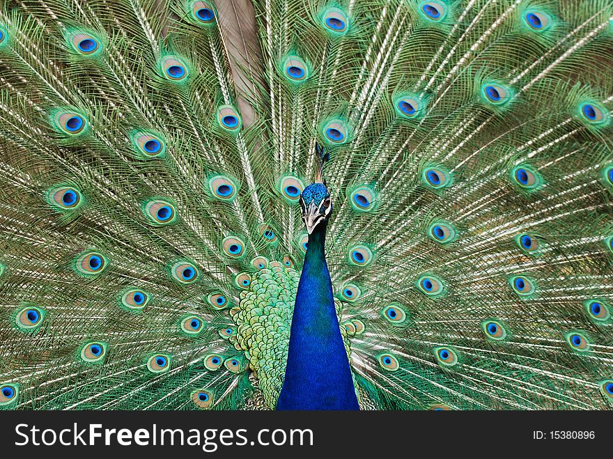 Peacock