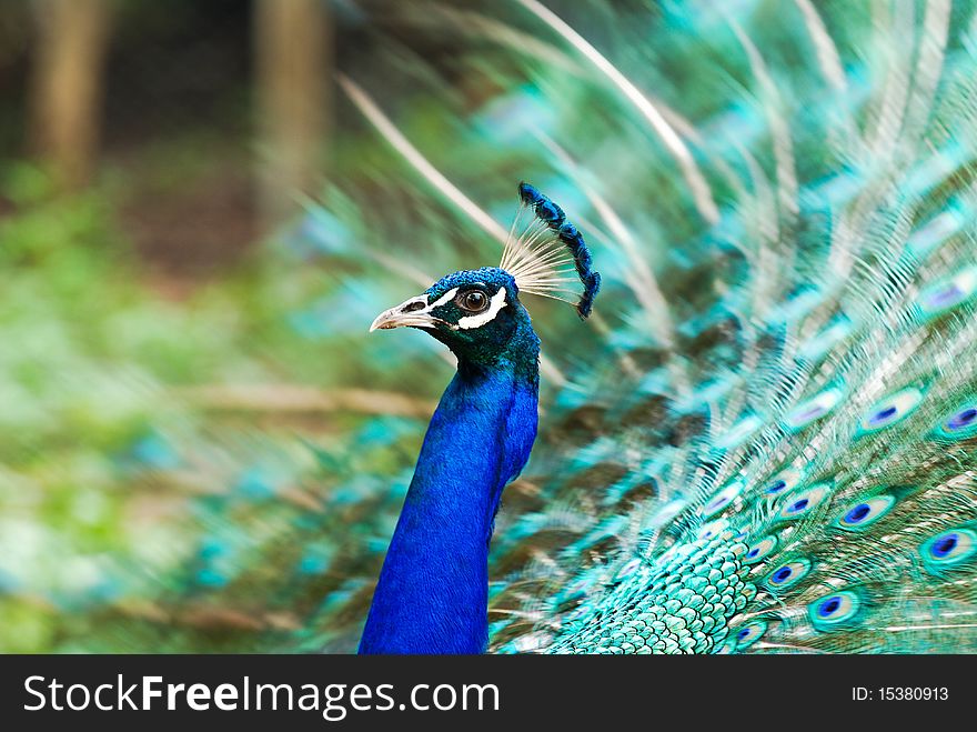 Peacocks are spread tail-feathers