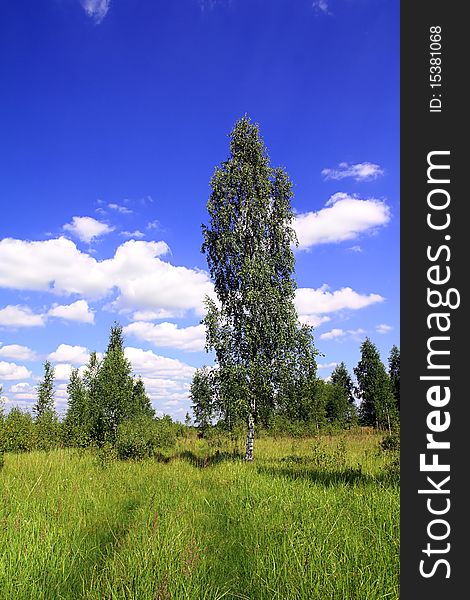 Big birch near rural road