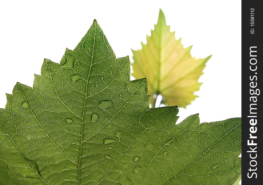 Smeared grape leaves on a white background. Raindrops