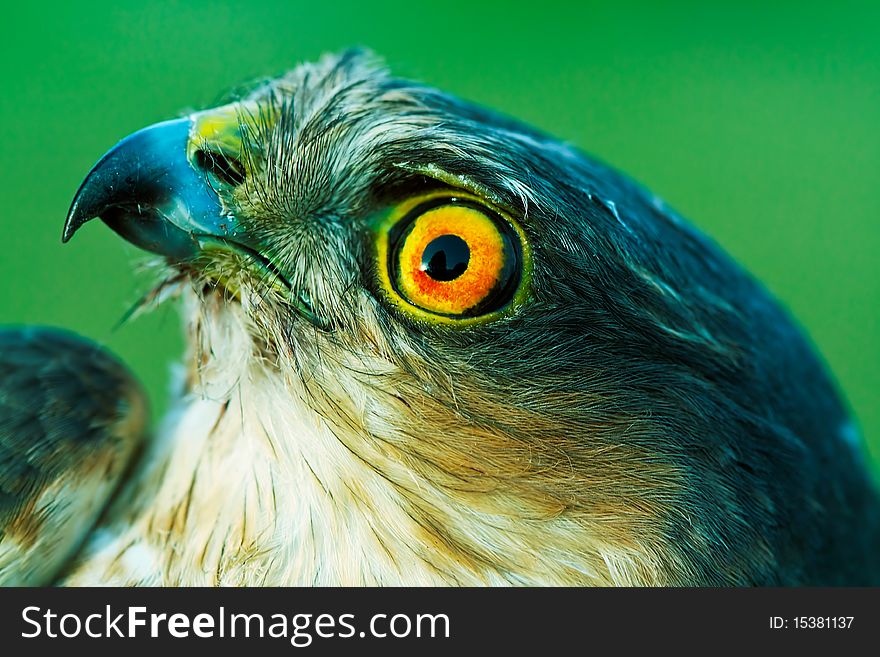 The portrait of sparrow-hawk close-up. The portrait of sparrow-hawk close-up.