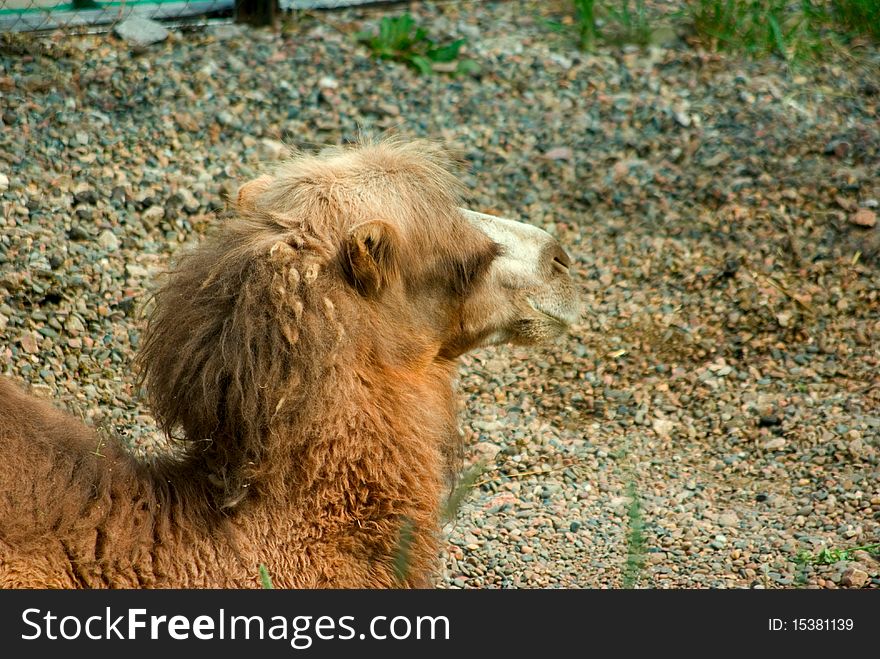 Red camel laying on a pebble. Red camel laying on a pebble