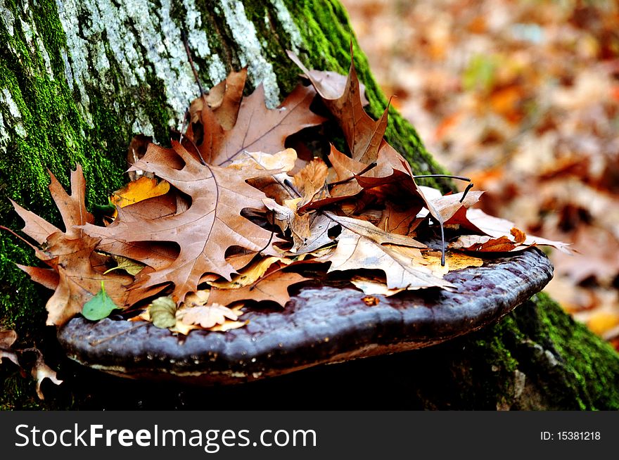 Oak trees losing leaves in the autumn. Oak trees losing leaves in the autumn