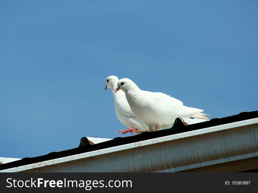 Two White doves with blue sky