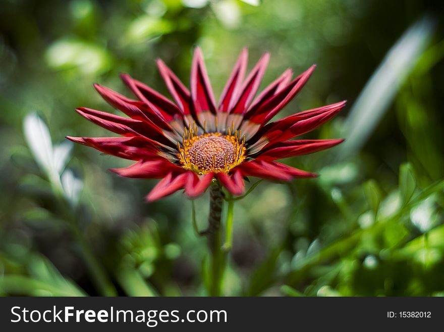 Red flower in garden against natural background