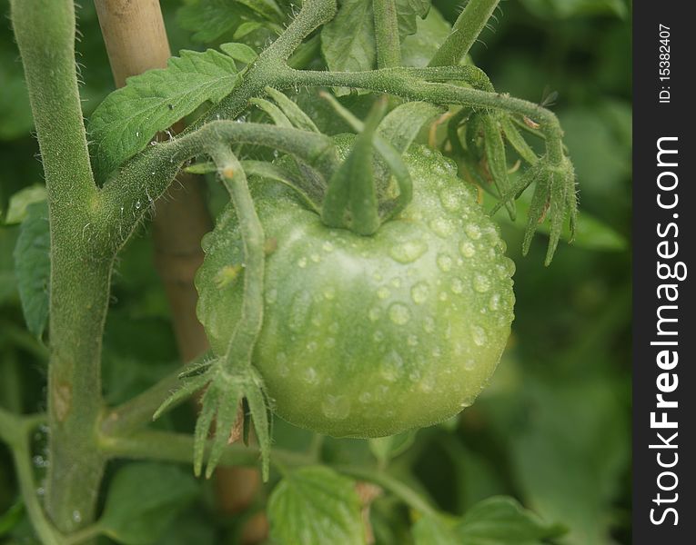 An unripe tomato in early summer in england.