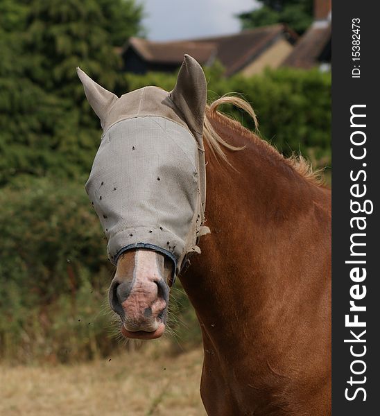 A horse wearing a headcover in england. A horse wearing a headcover in england