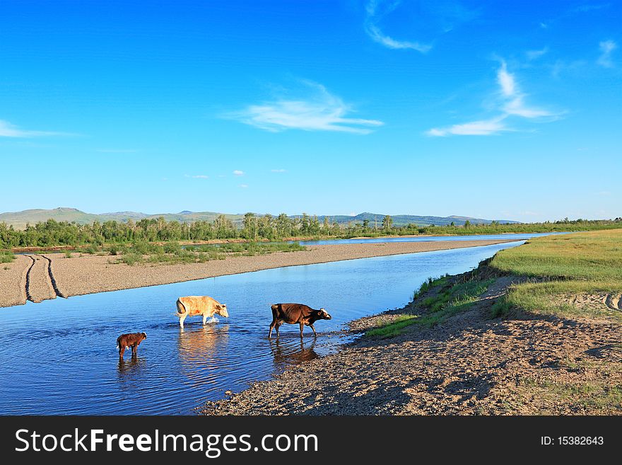 Cows in the river on the background of distant mountains and blue sky. Cows in the river on the background of distant mountains and blue sky