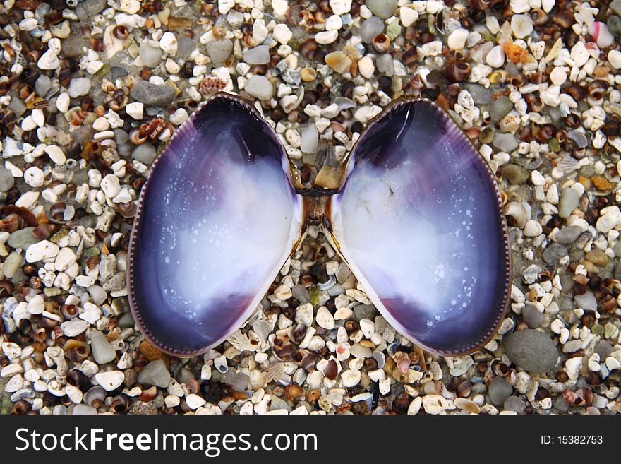 Open shell, close up, on stoney beach, purple, horizontal, looks like wings