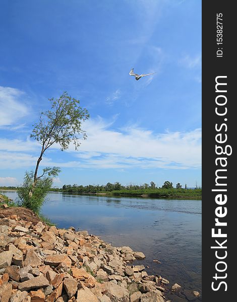 Seagulls flying over the steep bank of the river Ingoda. Seagulls flying over the steep bank of the river Ingoda.