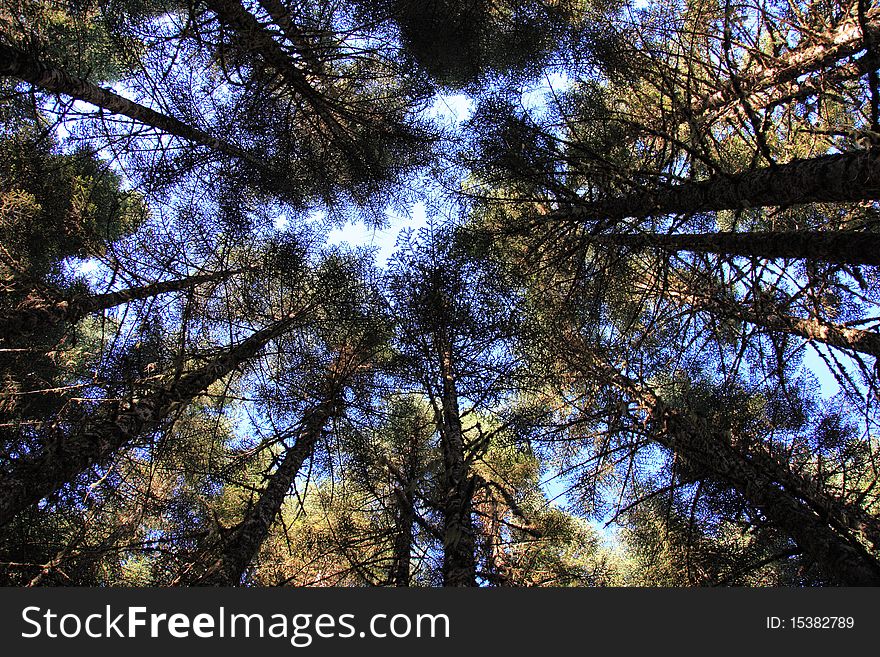 Looking upwards to the sky deep in an evergreen forest in the Pacific Northwest. Looking upwards to the sky deep in an evergreen forest in the Pacific Northwest