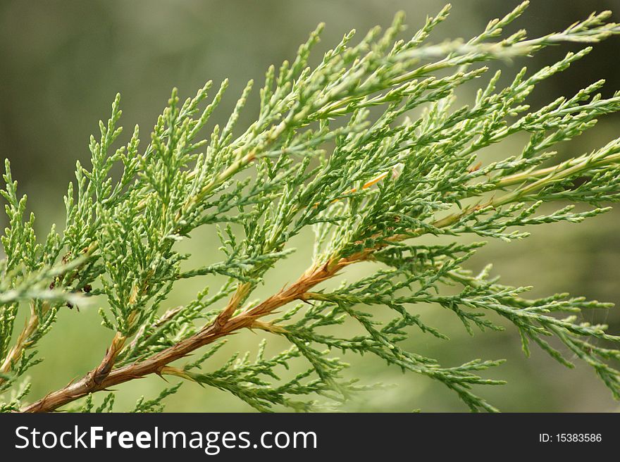 A closeup of a branch of a Fir Tree.