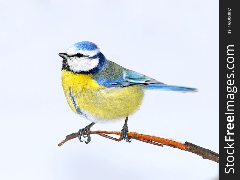 Small bright birdie on a branch