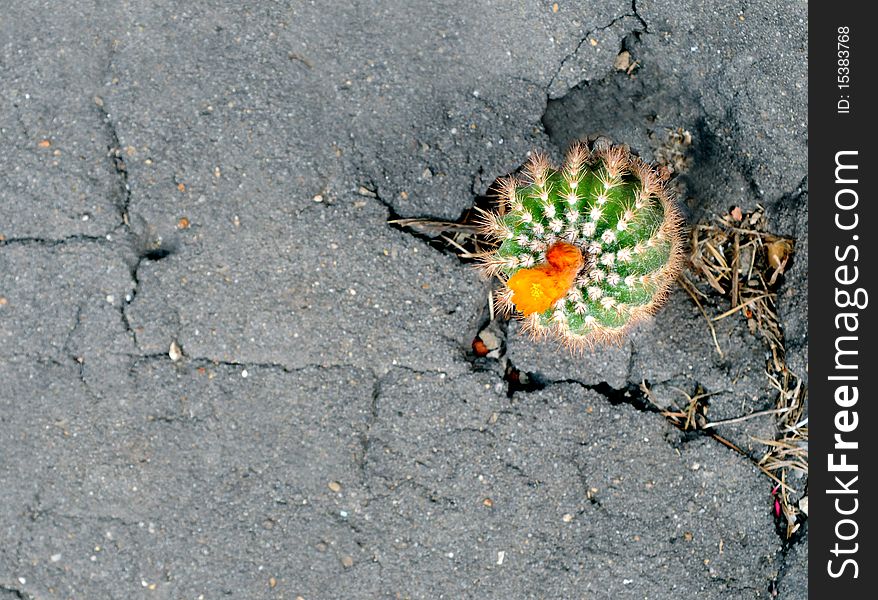 Blossoms the cactus which has grown on asphalt. Blossoms the cactus which has grown on asphalt