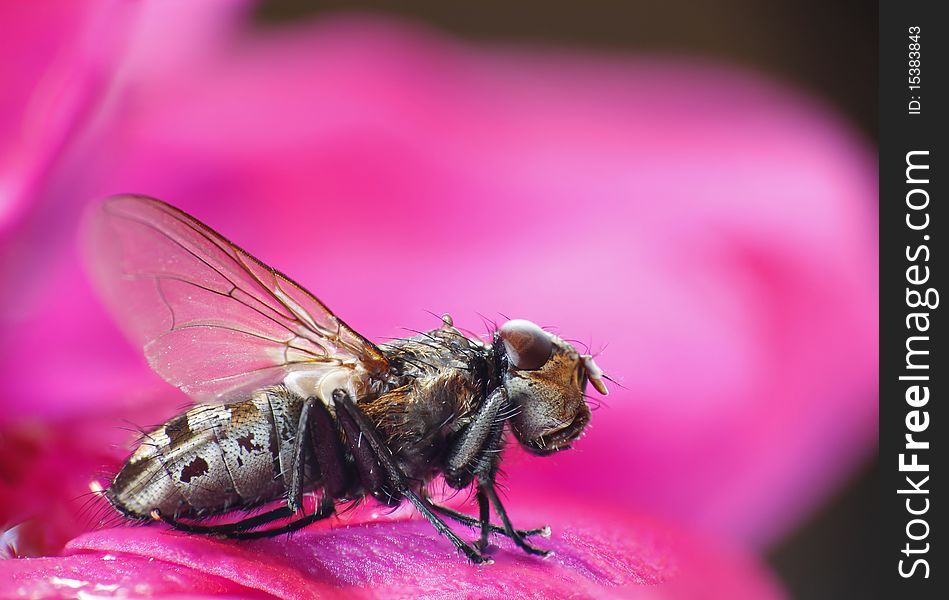 Macro image of a fly sitting on a pink flower. Macro image of a fly sitting on a pink flower