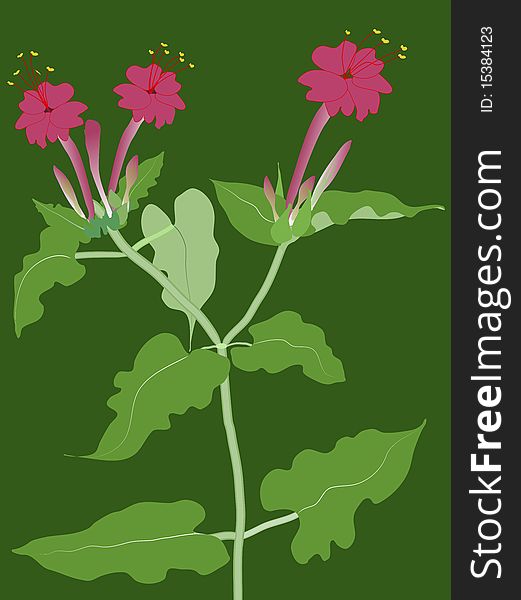 Illustration of a four oclock plant that flowers only evening and early morning, on a dark green background. Illustration of a four oclock plant that flowers only evening and early morning, on a dark green background.