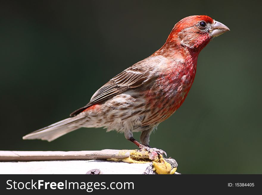 House Finch perched on bird feeder