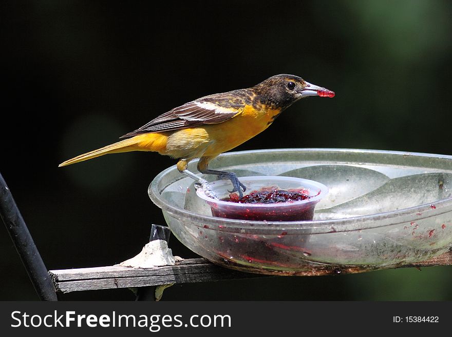 Baltimore Oriole eating jelly off of birdfeeder