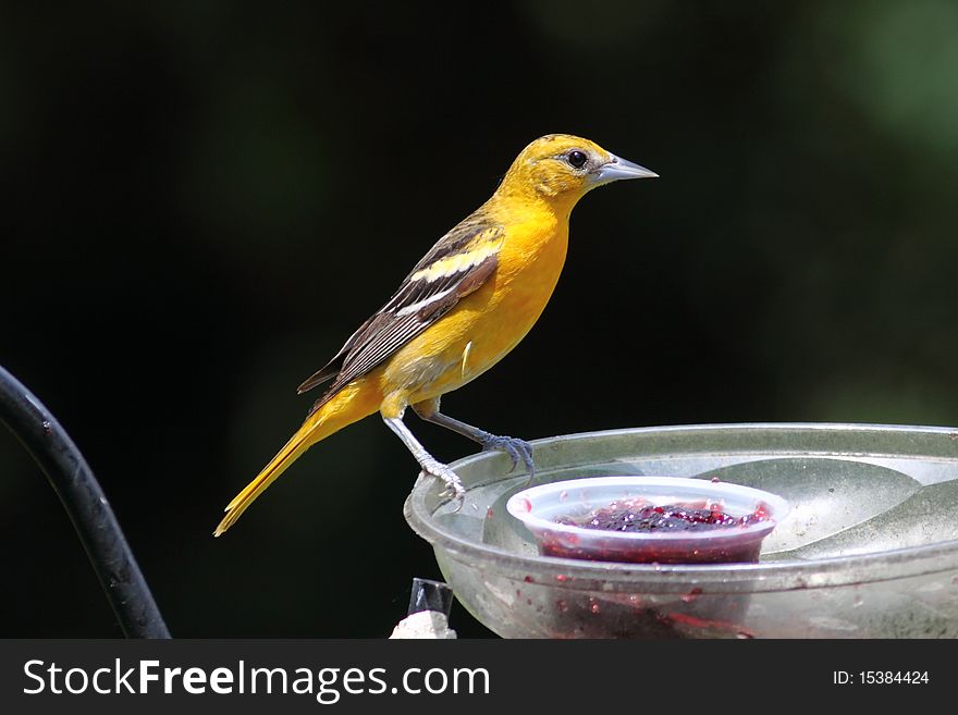 Baltimore Oriole eating jelly off of birdfeeder. Baltimore Oriole eating jelly off of birdfeeder