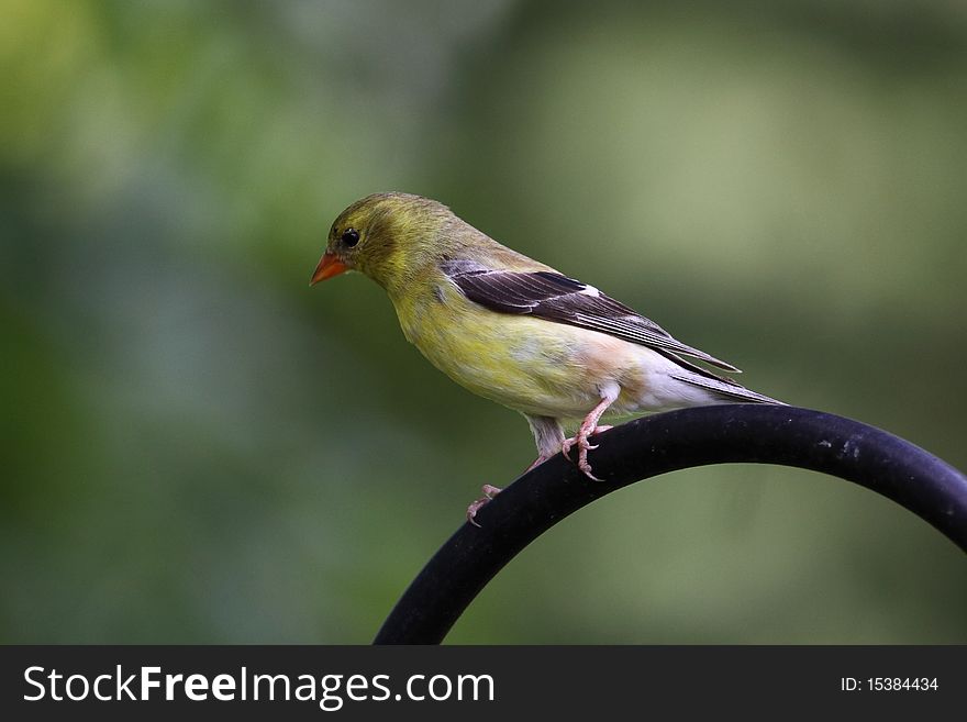 American Goldfinch female on feeder