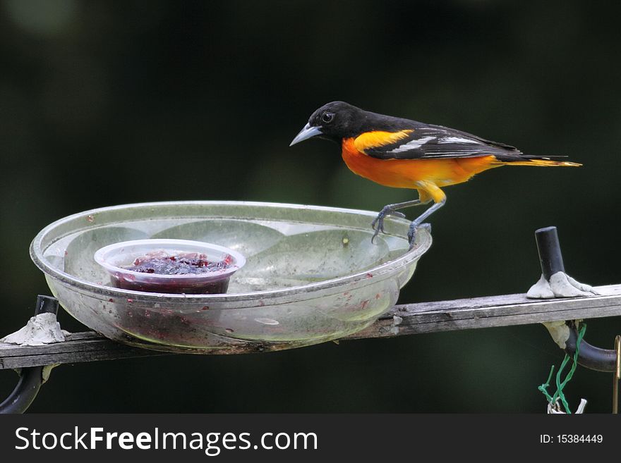 Baltimore Oriole eating jelly off of birdfeeder