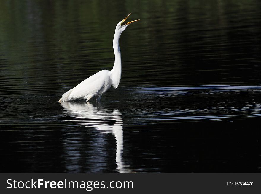 Great White Egret hunting for fish