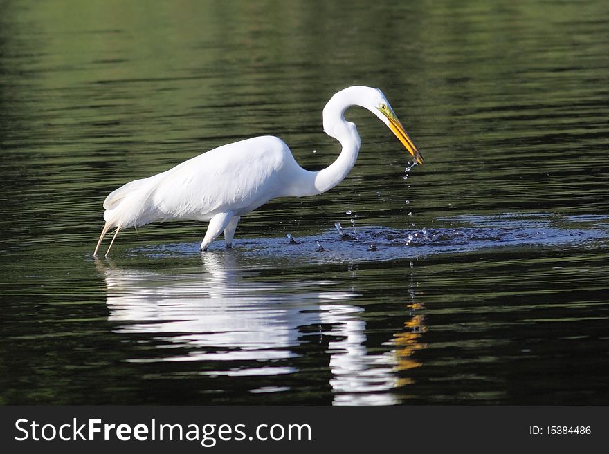 Great White Egret hunting for fish