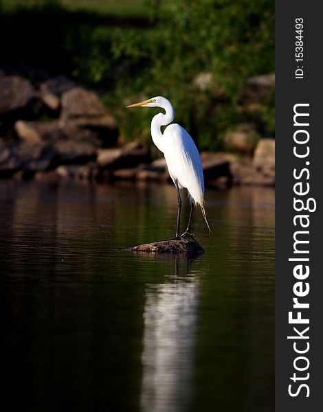 Great White Egret standing on rock