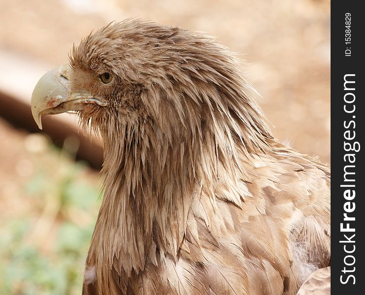 Head of bitrds of prey  with brown background