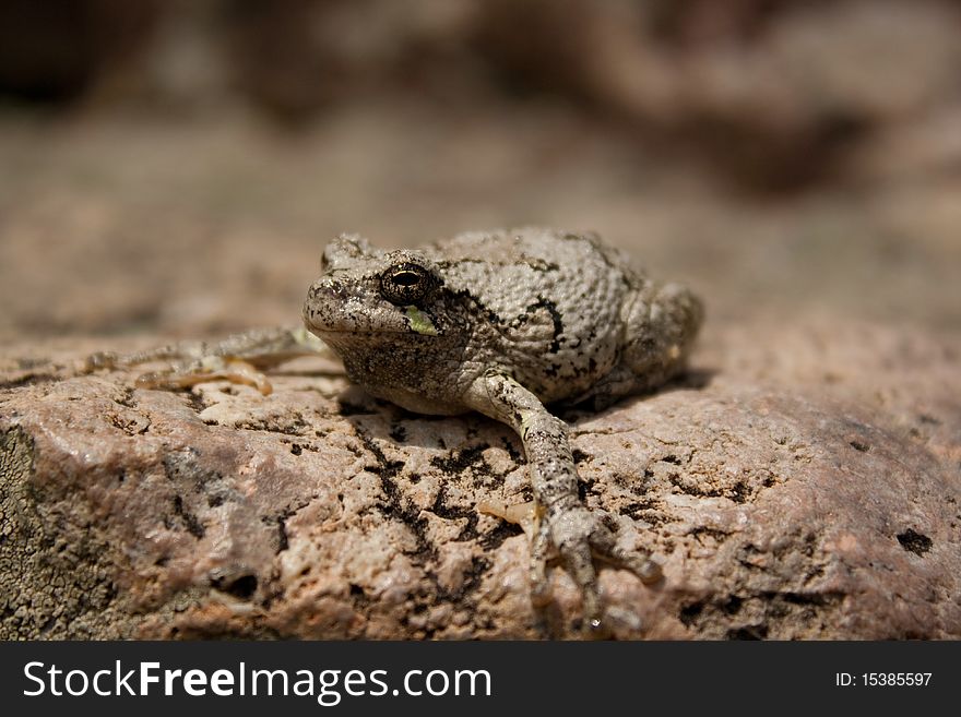 A camouflaged frog sitting on a rock.