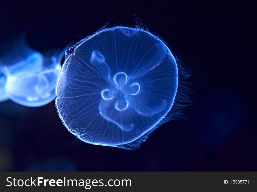 Jellyfish cnidaria floating in the aquarium