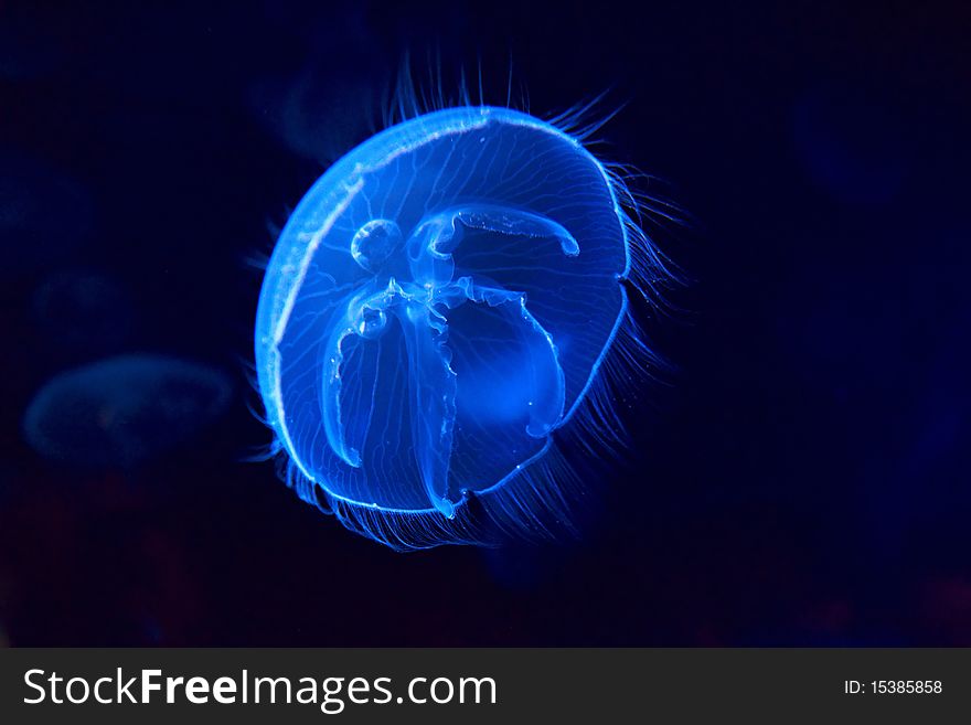 Jellyfish cnidaria floating in the aquarium