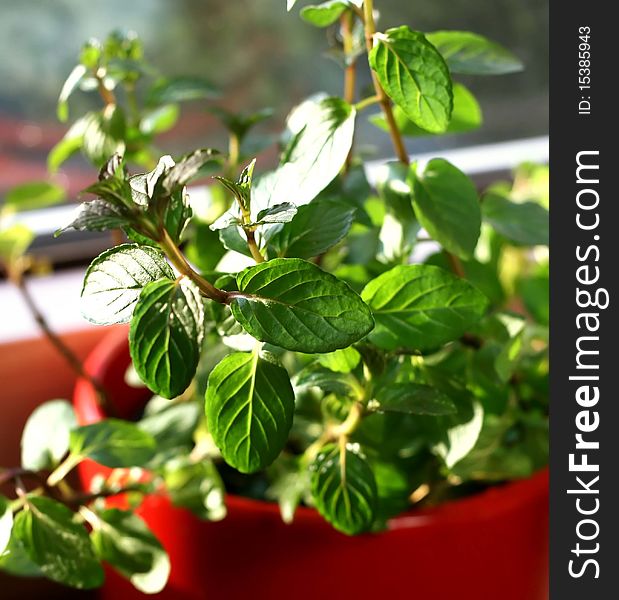 Fresh mint herb on a red pot. Fresh mint herb on a red pot